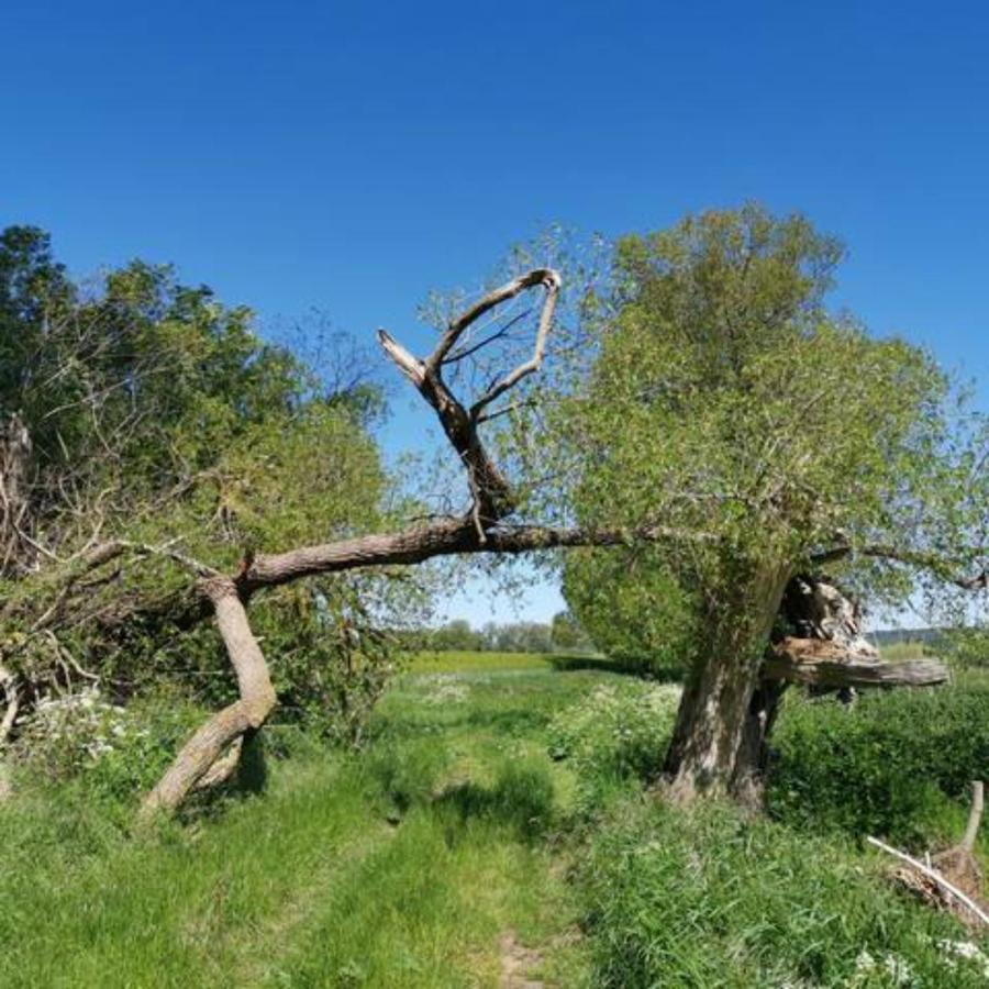 Schoene Geraeumige Ferienwohnung Am Park Heringsdorf Zewnętrze zdjęcie
